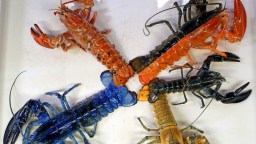 Extremely Rare 1-In-50 Million Split-Color Lobster Was Caught Off Cape Cod In Perfect Condition