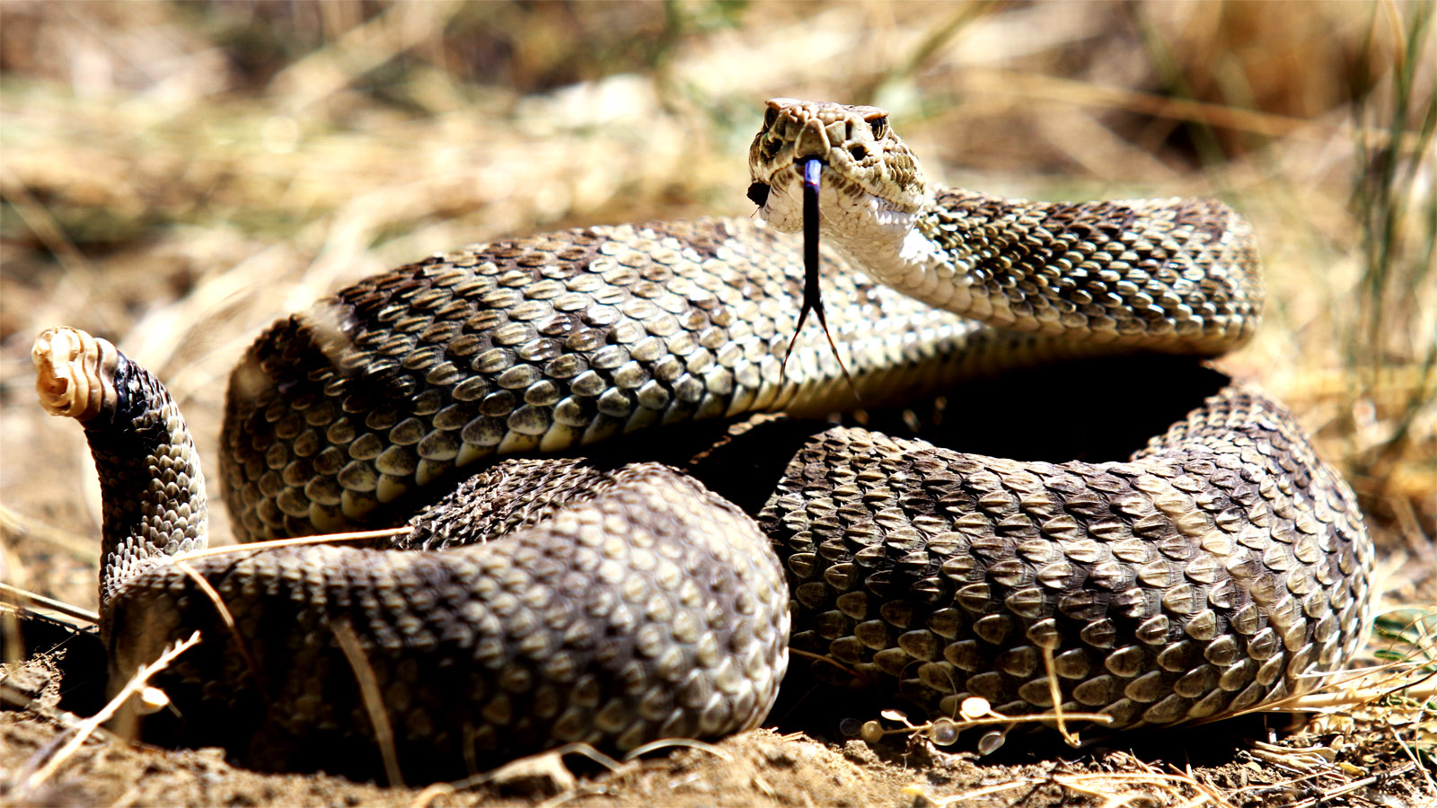 California Sees Increase in Deadly Snake Bites