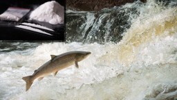 Scientists Gave Cocaine To Salmon And Discovered It Made Them Overachievers