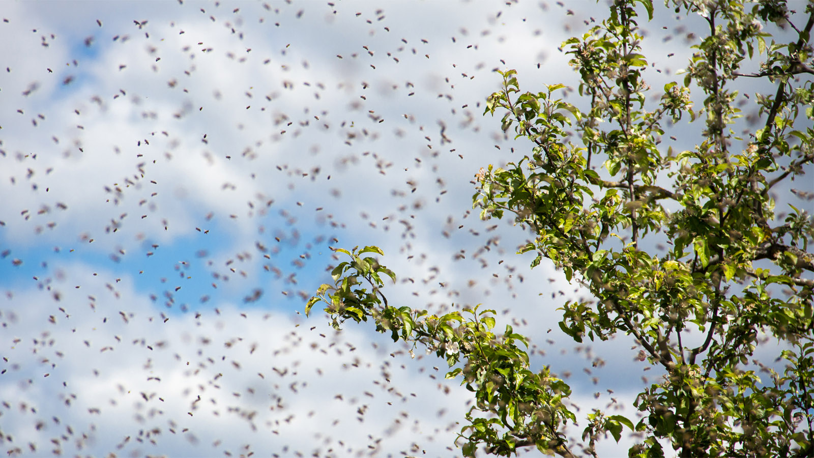‘I Was Horrified’: Semi-Truck Rollover Spills Millions Of Bees Onto Oregon Highway