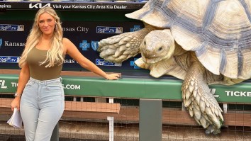 Milwaukee Brewers Manager Gifted MLB Reporter With Life-Long Commitment To 100-Pound African Tortoise