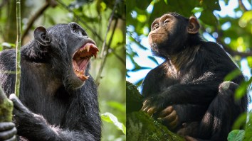 Scientists Discover Chimpanzees In Uganda Have Been Entrenched In Deadly Civil War For A Decade: But Why?