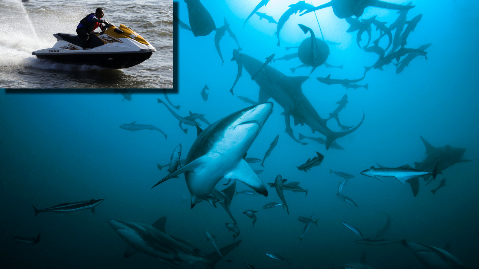shark feeding frenzy next to wave runner