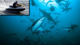 North Carolina Man Caught Fishing On His Seadoo In The Middle Of A Shark Feeding Frenzy Still Reels In A Massive Redfish