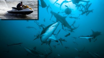 North Carolina Man Caught Fishing On His Seadoo In The Middle Of A Shark Feeding Frenzy Still Reels In A Massive Redfish