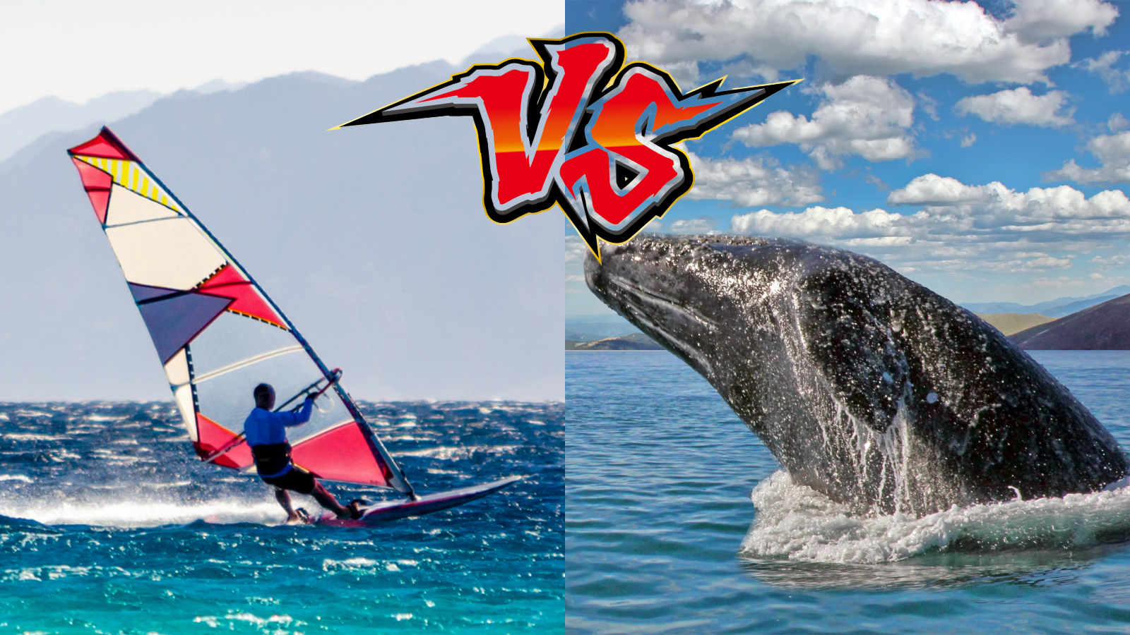 windsurfer versus gray whale in San Francisco Bay
