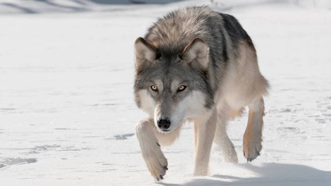 Wolf in snow