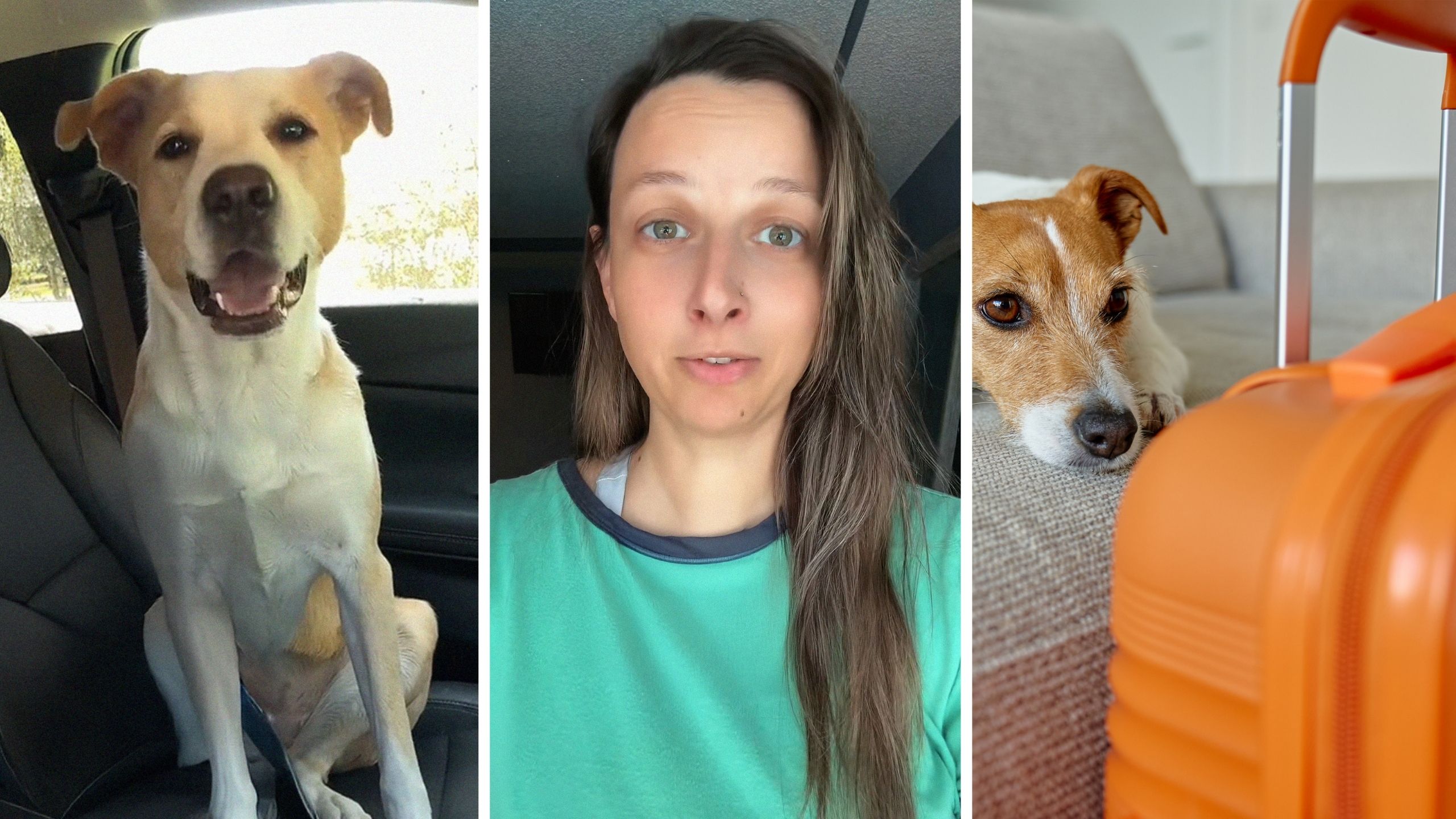 penny the dog (l) woman shares experience working at a dog hotel (c) dog being dropped off at dog hotel (r)