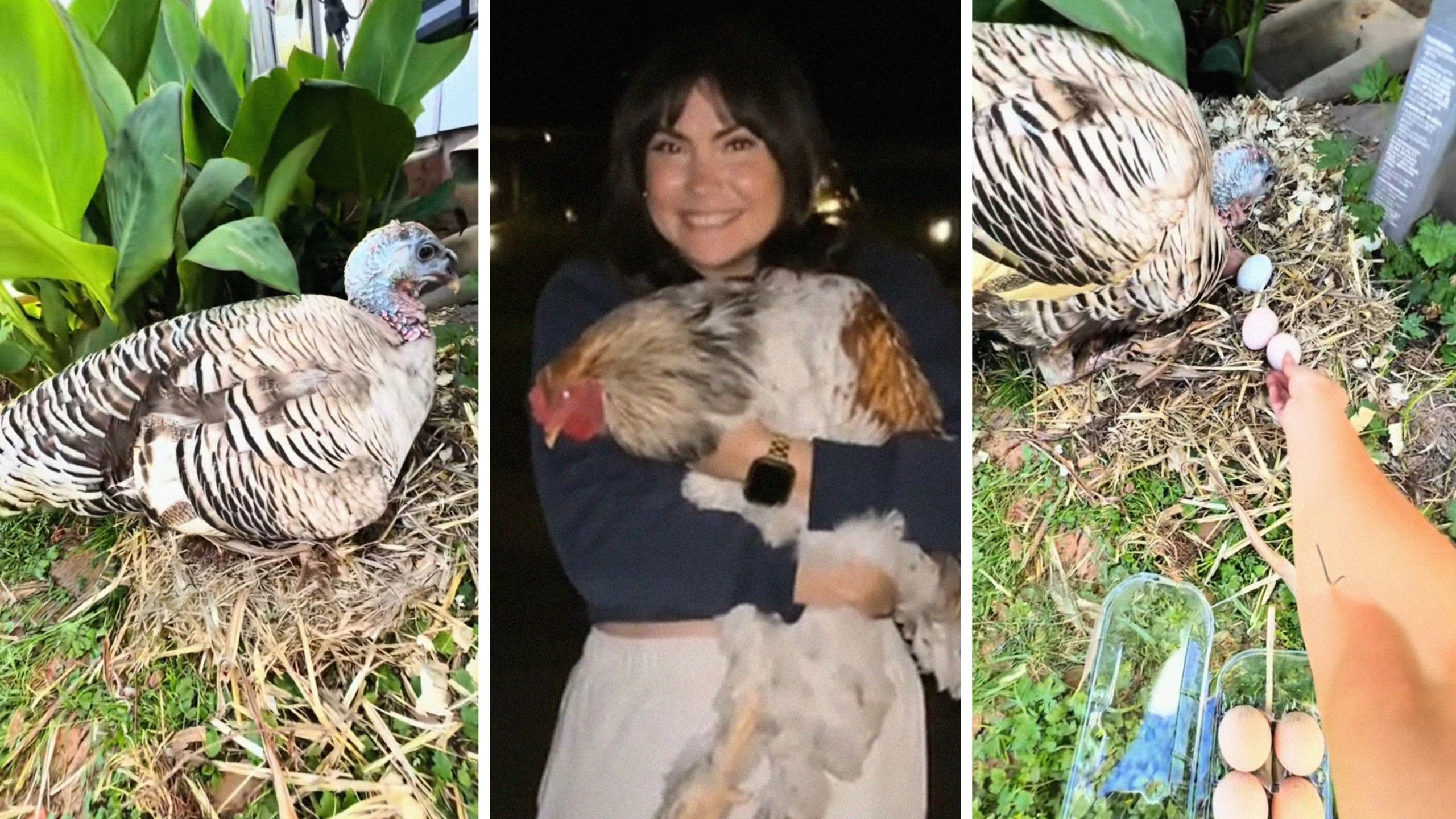 Turkey Adopts Baby Chicks After Incubating Chicken Eggs