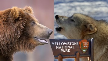 Yellowstone Grizzly Bear vs Pack Of Wolves All Battling Over A Carcass: Who Ya Got?