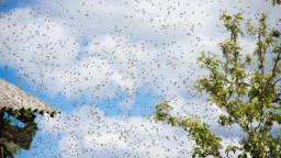 Massive Swarm Of Bees Takes Over Entire Intersection In Downtown Philadelphia Sending People Scattering