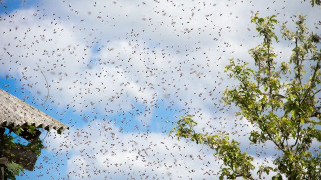 Swarm of Bees
