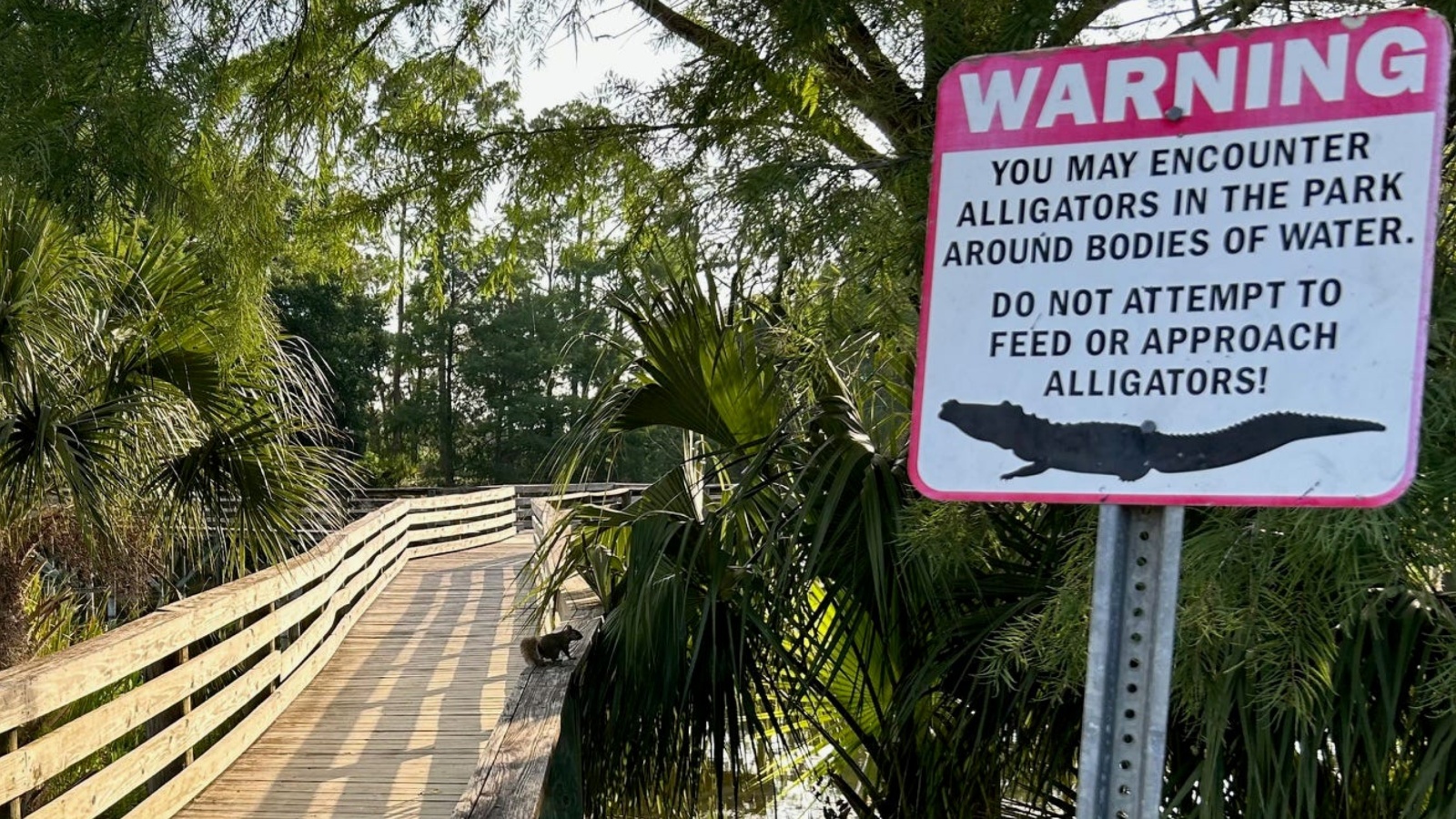 Florida Streamer Charged for Shooting Dead Alligator