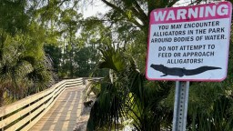 Clavicular Facing Jail Time In Florida For Shooting Dead Alligator On Live Stream