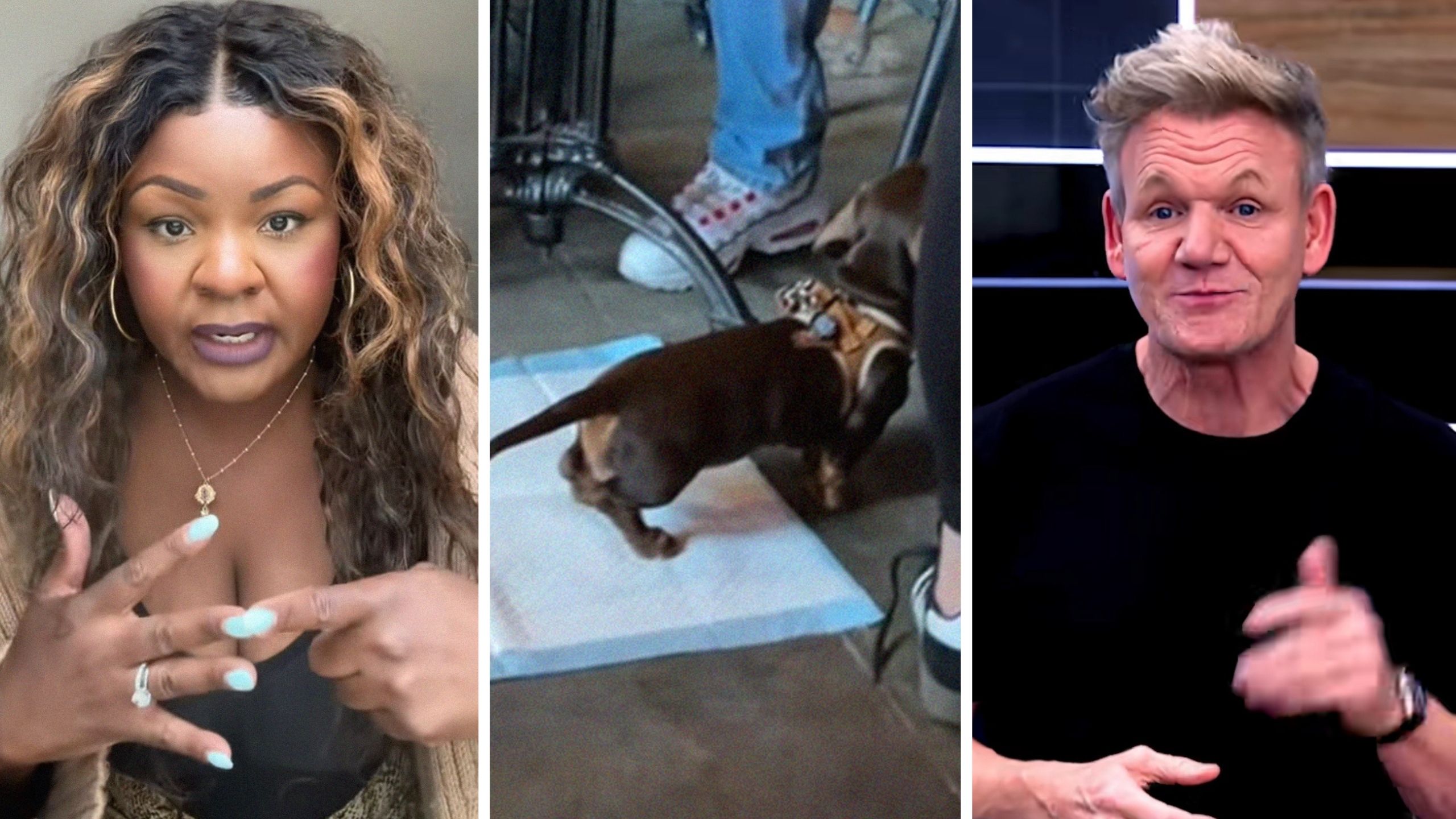 Dog Allowed to Use Pee Pad in Gordon Ramsay’s Restaurant