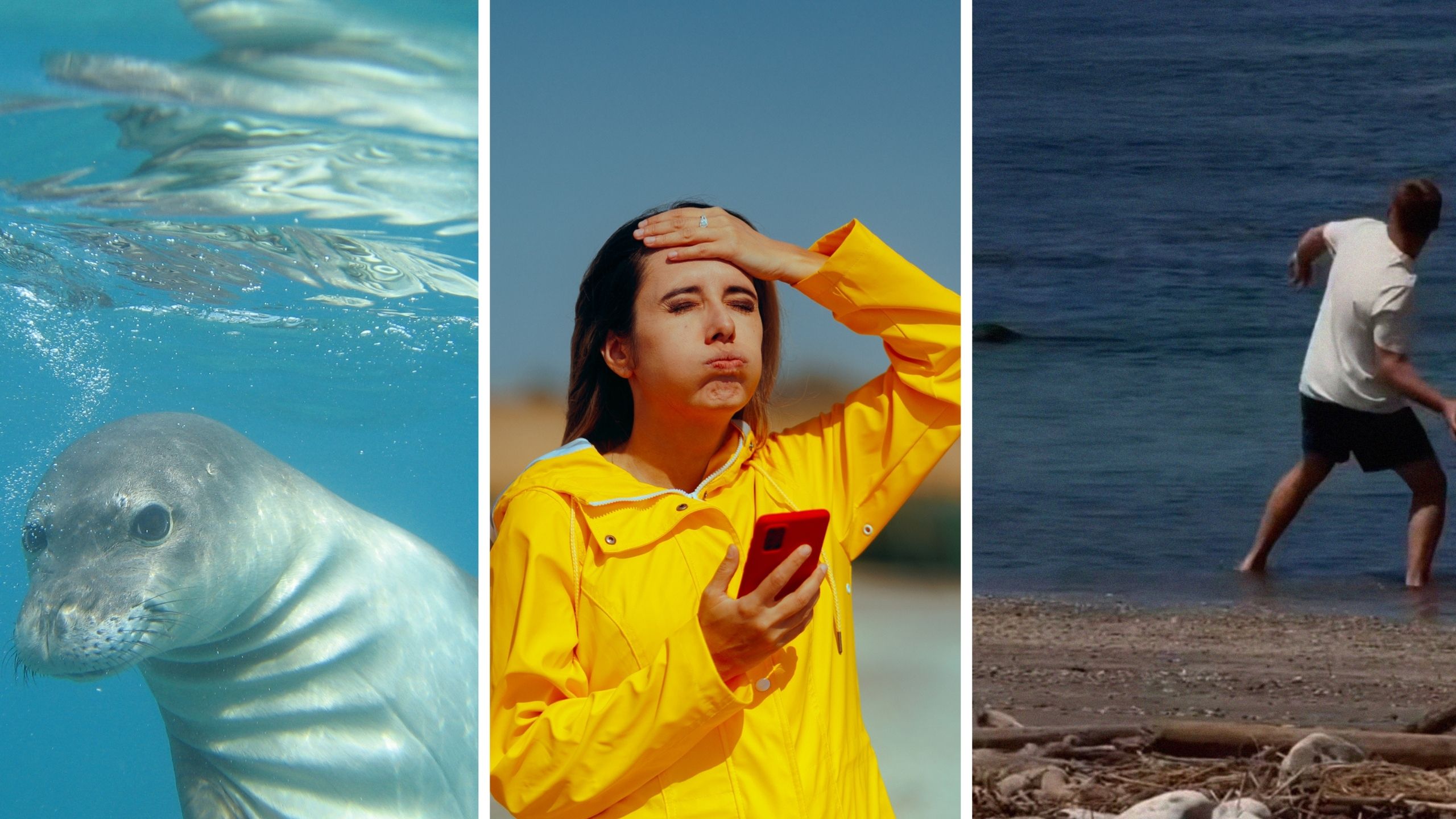Woman Visits Hawaiian Beach. Then She Catches A Tourist Throwing A Rock At An Endangered Sea Mammal