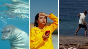 Monk seal (l) woman shares beach encounter (c) man throwing a rock (r)