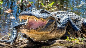 alligator-florida
