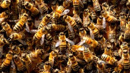 Nearly 2 Million Bees Released In Truck Crash In North Dakota, Driver Stung Hundreds Of Times