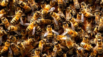 Nearly 2 Million Bees Released In Truck Crash In North Dakota, Driver Stung Hundreds Of Times