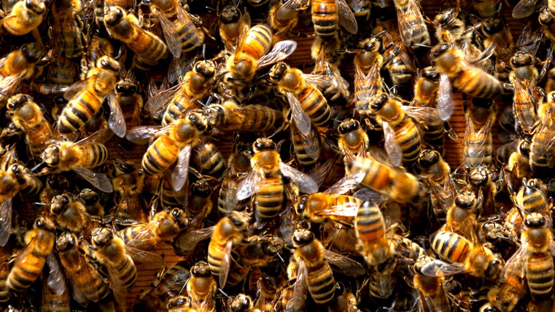 bees-swarm