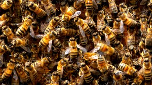 bees-swarm