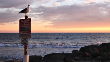 Why Are So Many Dead Birds Washing Up On Southern California Beaches? No One Really Knows