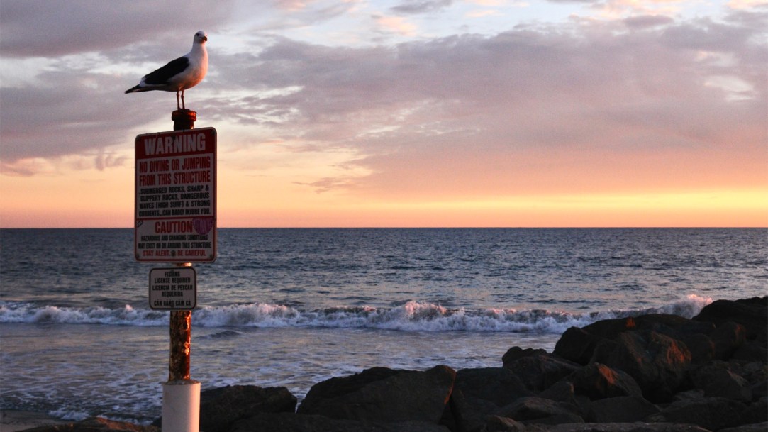 bird-southern-california-beach