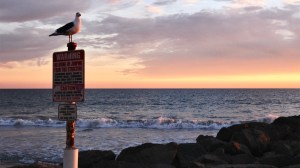 bird-southern-california-beach