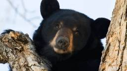 New Jersey Wildlife Officials Use Donuts To Lure Bear From Tree In Crowded Neighborhood