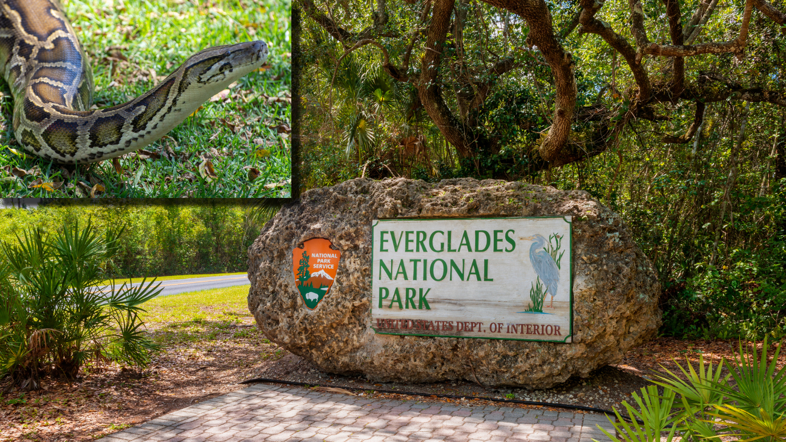 large Burmese python in the Florida Everglades