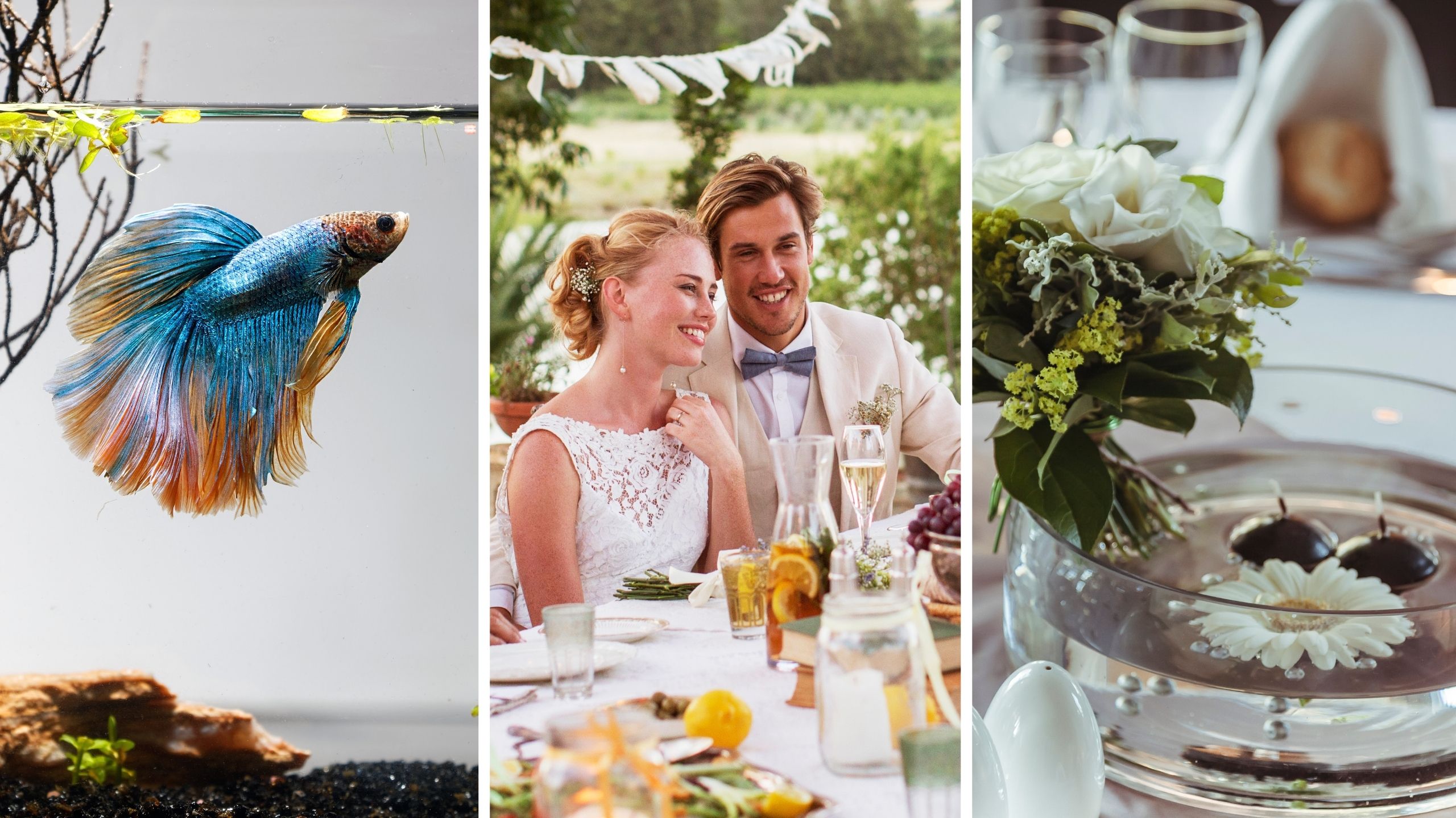 live betta fish (l) newly weds (c) wedding centerpieces (r)