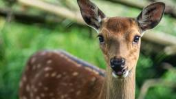 French Police Warn Drivers To Be On The Lookout For Drunk Deer While Sharing Hilarious Video Highlighting The Problem