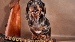 Dog Accidentally Fires Shotgun, Hitting Woman Outside Nebraska Gas Station