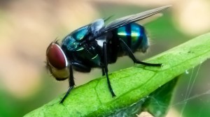 flesh-eating-parasite-new-world-screwworm-fly