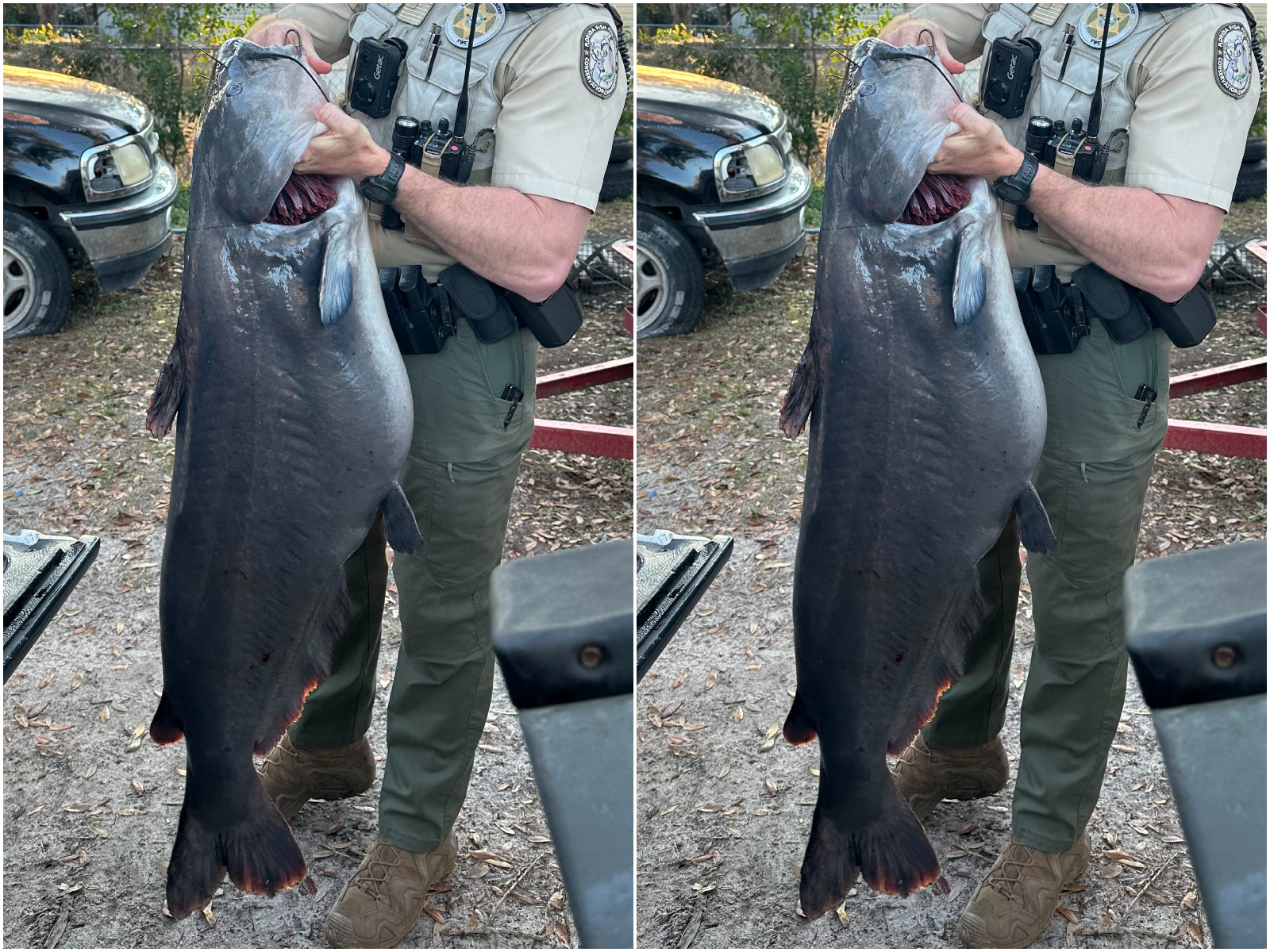 Florida state record blue catfish weighing 73.6 pounds