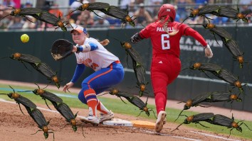 Florida Lovebugs Wreak Havoc On College Softball As Gators And Red Raiders Get Swarmed In Gainesville