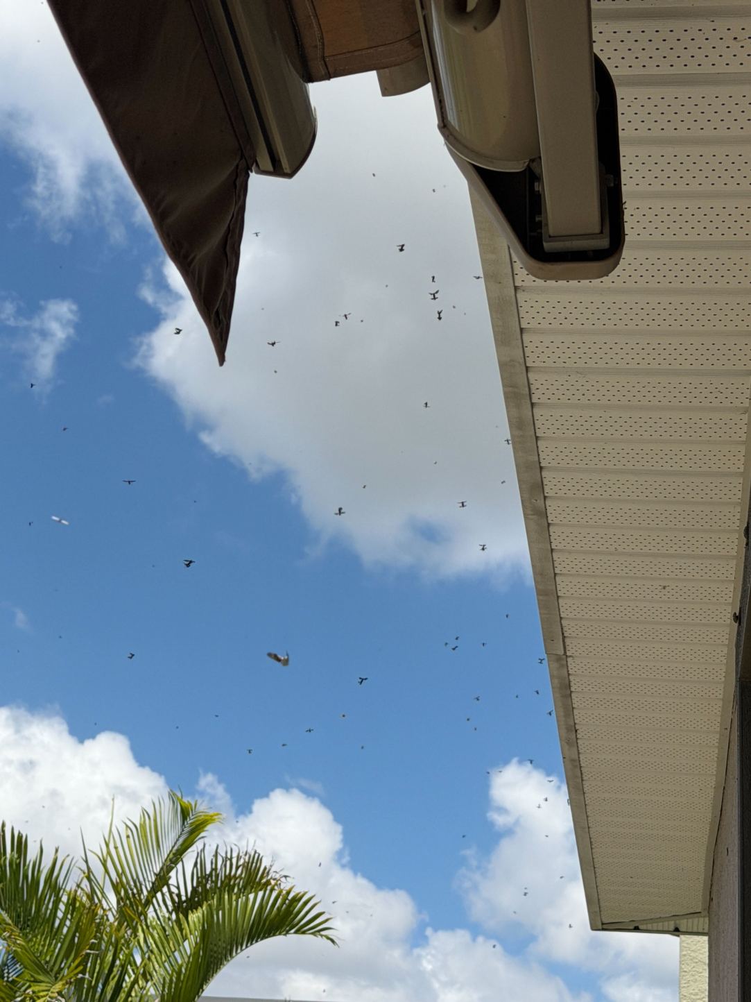 Florida Lovebugs