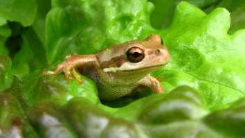 Man Preparing Dinner Stunned To Find A Live Frog Among The Lettuce He Bought At The Market