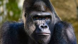 Gorilla Swap Between Two Zoos Sparks Amazing ‘Analysis’ From People Treating It Like A Blockbuster NFL Trade