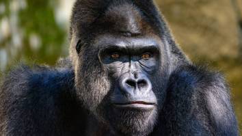 Gorilla Swap Between Two Zoos Sparks Amazing ‘Analysis’ From People Treating It Like A Blockbuster NFL Trade