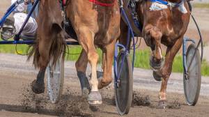 Horse cart race