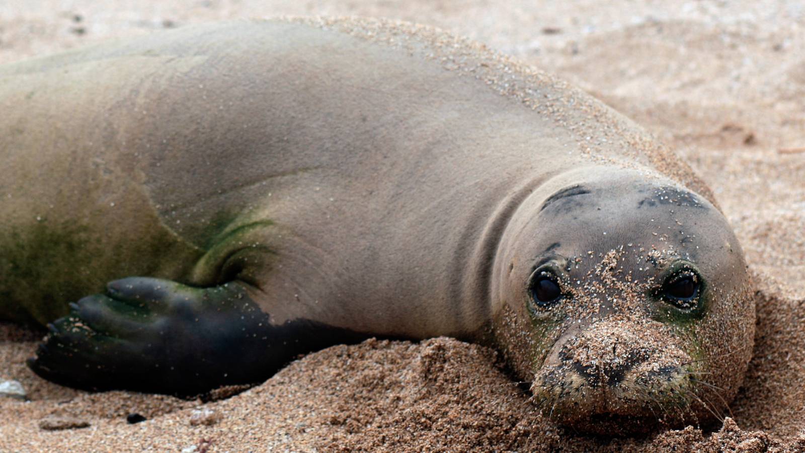 Tourist Charged for Harassing Endangered Seal in Hawaii