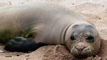 Hawaiian Tourist Who Threw Rock At Endangered Seal Hit With Federal Charges After Catching A Beating From A Local