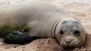 Monk seal