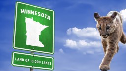 New Footage Of The First Mountain Lion Cubs Seen In Minnesota In Over 100 Years (Video)