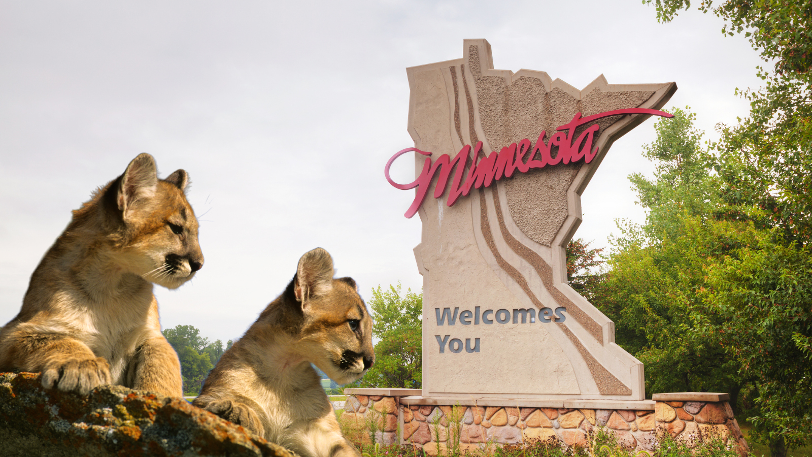 mountain lion kittens in Minnesota
