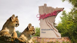First-Ever Footage Of A Mountain Lion With Cubs In The State Of Minnesota Captured By Trail Cam