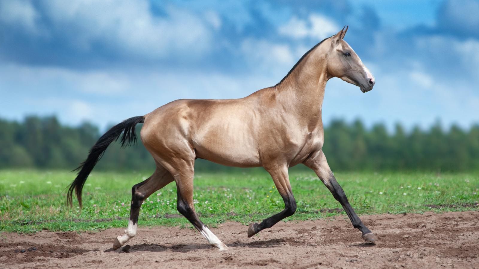 real animals that look fake Golden buckskin akhal-teke horse