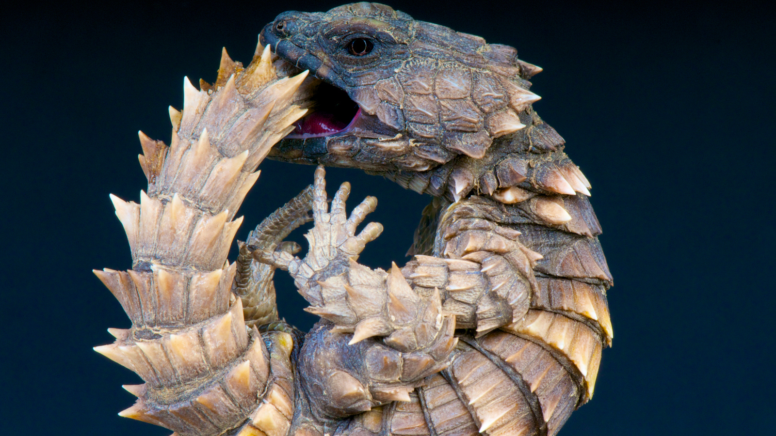 real animals that look fake armadillo girdled lizard